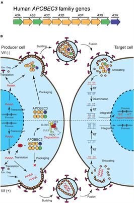 Potential Utilization of APOBEC3-Mediated Mutagenesis for an HIV-1 Functional Cure